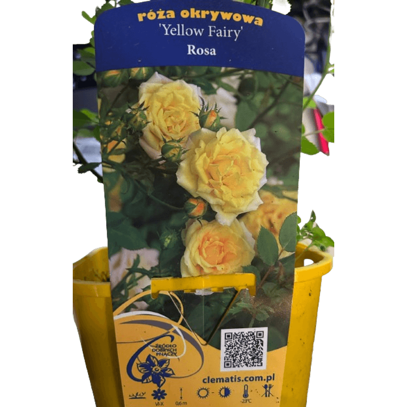 Casa si Gradina - Gradinarit si plante - Plante si ghivece - Bulbi, seminte si rasaduri - Trandafir pitic, Rosa Yellow Fairy C2, ghiveci 2 litri - Infinity.ro