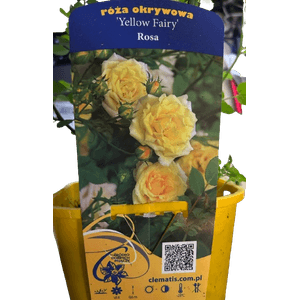 Casa si Gradina - Gradinarit si plante - Plante si ghivece - Infinity.ro