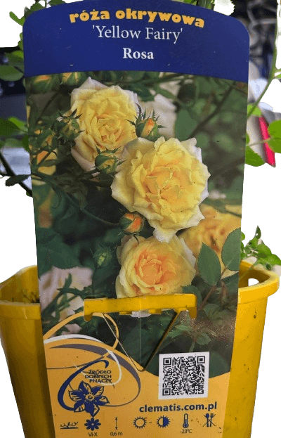 Trandafir pitic, Rosa Yellow Fairy C2, ghiveci 2 litri