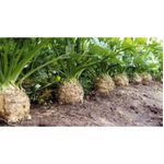 Casa si Gradina - Gradinarit si plante - Plante si ghivece - Bulbi, seminte si rasaduri - Seminte telina pt radacina Dolvi 0.5g - Infinity.ro