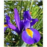Casa si Gradina - Gradinarit si plante - Plante si ghivece - Bulbi, seminte si rasaduri - Pachet Iris Hollandica Blauw, Albastru, 10 buc - Infinity.ro