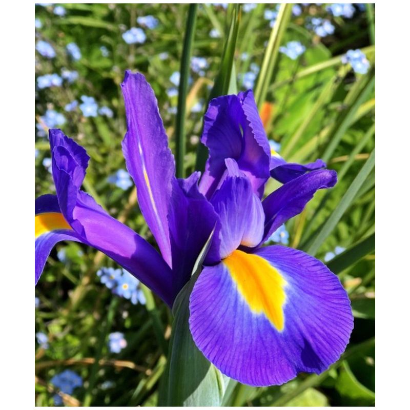 Casa si Gradina - Gradinarit si plante - Plante si ghivece - Bulbi, seminte si rasaduri - Pachet Iris Hollandica Blauw, Albastru, 10 buc - Infinity.ro