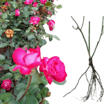 Casa si Gradina - Gradinarit si plante - Plante si ghivece - Bulbi, seminte si rasaduri - Trandafiri Gaumo, radacina nuda - Infinity.ro