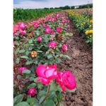 Casa si Gradina - Gradinarit si plante - Plante si ghivece - Bulbi, seminte si rasaduri - Trandafiri Gaumo, radacina nuda - Infinity.ro