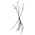 Casa si Gradina - Gradinarit si plante - Plante si ghivece - Bulbi, seminte si rasaduri - Trandafiri Vivaldi, radacina nuda - Infinity.ro