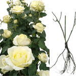 Casa si Gradina - Gradinarit si plante - Plante si ghivece - Bulbi, seminte si rasaduri - Trandafiri Vivaldi, radacina nuda - Infinity.ro