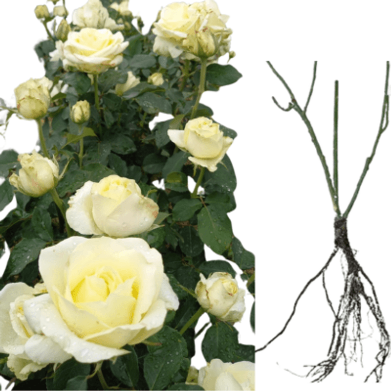 Casa si Gradina - Gradinarit si plante - Plante si ghivece - Bulbi, seminte si rasaduri - Trandafiri Vivaldi, radacina nuda - Infinity.ro