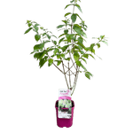 Casa si Gradina - Gradinarit si plante - Plante si ghivece - Plante in ghiveci - Hortensie, Hydrangea paniculata, LITTLE FRESCO - Infinity.ro