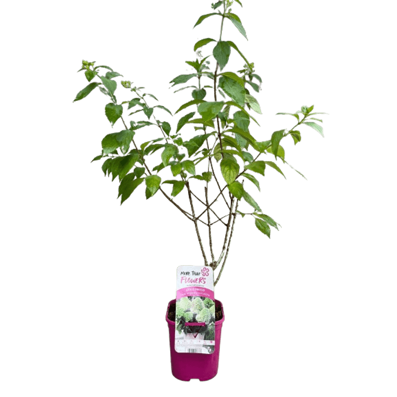 Casa si Gradina - Gradinarit si plante - Plante si ghivece - Plante in ghiveci - Hortensie, Hydrangea paniculata, LITTLE FRESCO - Infinity.ro