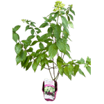 Casa si Gradina - Gradinarit si plante - Plante si ghivece - Plante in ghiveci - Hortensie, Hydrangea paniculata, LITTLE FRESCO - Infinity.ro