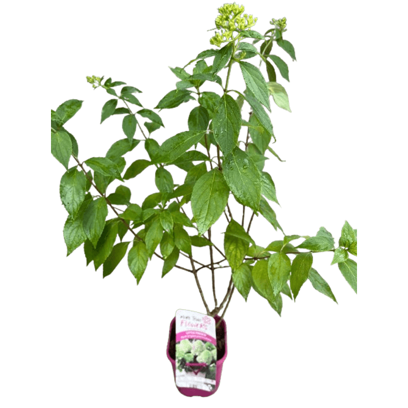 Casa si Gradina - Gradinarit si plante - Plante si ghivece - Plante in ghiveci - Hortensie, Hydrangea paniculata, LITTLE FRESCO - Infinity.ro