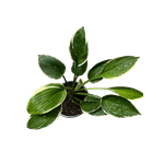 Casa si Gradina - Gradinarit si plante - Plante si ghivece - Plante in ghiveci - Planta Hosta Antioch, ghiveci 15cm - Infinity.ro