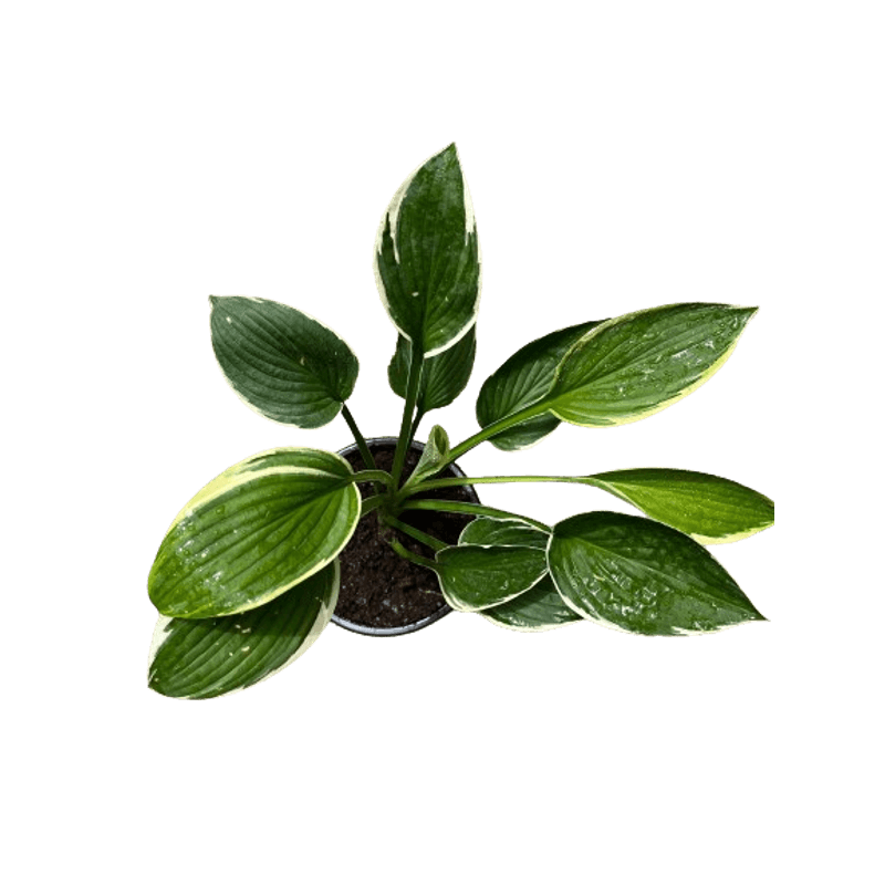 Casa si Gradina - Gradinarit si plante - Plante si ghivece - Plante in ghiveci - Planta Hosta Antioch, ghiveci 15cm - Infinity.ro