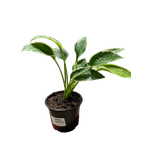 Casa si Gradina - Gradinarit si plante - Plante si ghivece - Plante in ghiveci - Planta Hosta Antioch, ghiveci 15cm - Infinity.ro