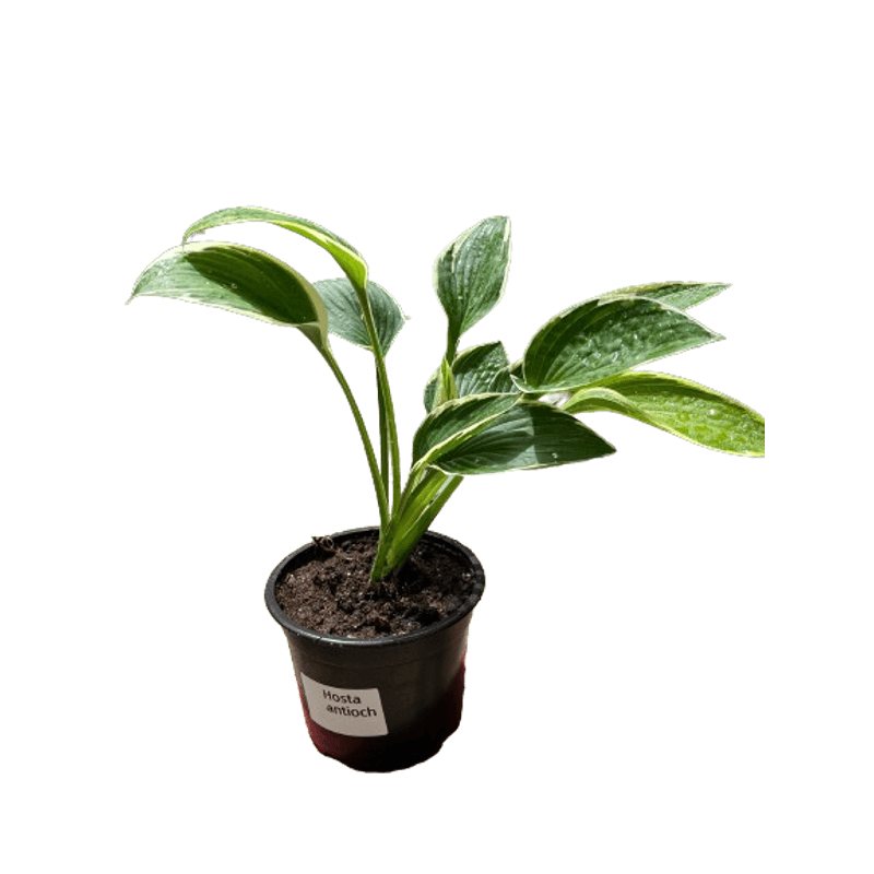 Casa si Gradina - Gradinarit si plante - Plante si ghivece - Plante in ghiveci - Planta Hosta Antioch, ghiveci 15cm - Infinity.ro