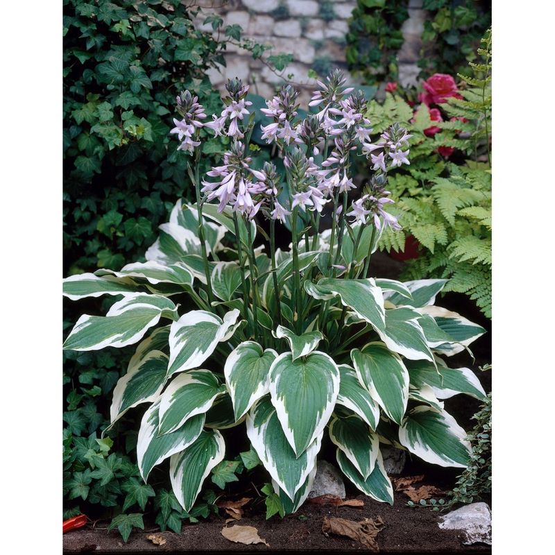 Casa si Gradina - Gradinarit si plante - Plante si ghivece - Plante in ghiveci - Planta Hosta Antioch, ghiveci 15cm - Infinity.ro