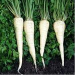 Casa si Gradina - Gradinarit si plante - Plante si ghivece - Bulbi, seminte si rasaduri - Seminte patrunjel radacina Halflange 5g - Infinity.ro