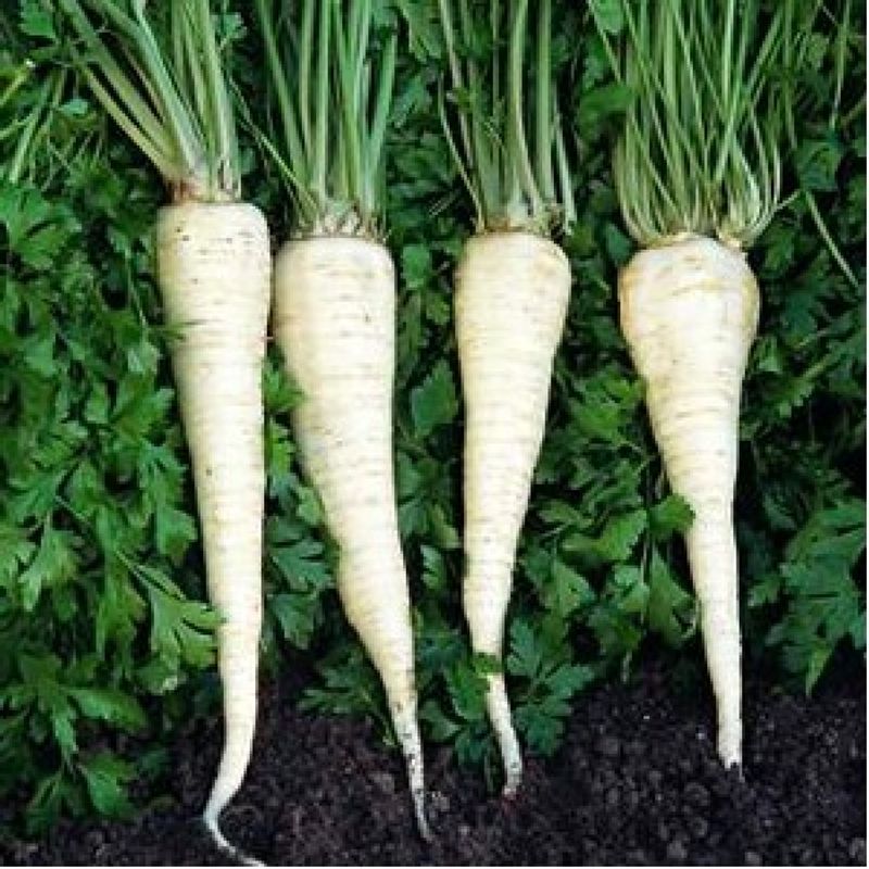 Casa si Gradina - Gradinarit si plante - Plante si ghivece - Bulbi, seminte si rasaduri - Seminte patrunjel radacina Halflange 5g - Infinity.ro