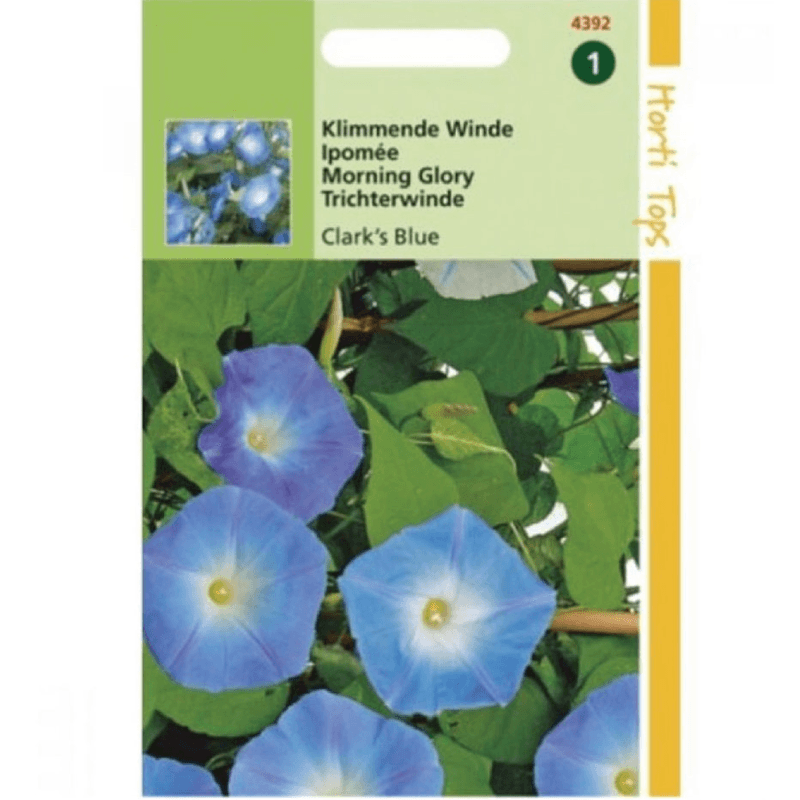 Casa si Gradina - Gradinarit si plante - Plante si ghivece - Bulbi, seminte si rasaduri - Seminte IPOMOEA BLUE – zorele albastru, 2 g - Infinity.ro