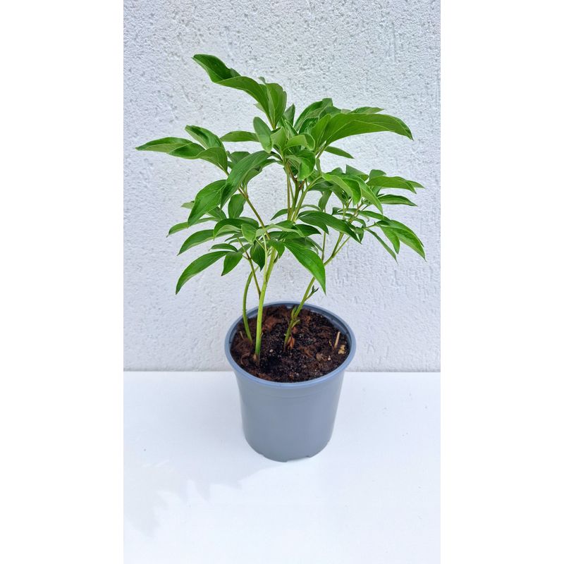 Casa si Gradina - Gradinarit si plante - Plante si ghivece - Plante in ghiveci - Bujor Shirley Temple, alb, flori duble, ghiveci 19 cm - Infinity.ro