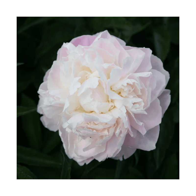 Casa si Gradina - Gradinarit si plante - Plante si ghivece - Plante in ghiveci - Bujor Shirley Temple, alb, flori duble, ghiveci 19 cm - Infinity.ro