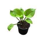 Casa si Gradina - Gradinarit si plante - Plante si ghivece - Plante in ghiveci - Planta Hosta Colored Hulk, ghiveci 15cm - Infinity.ro