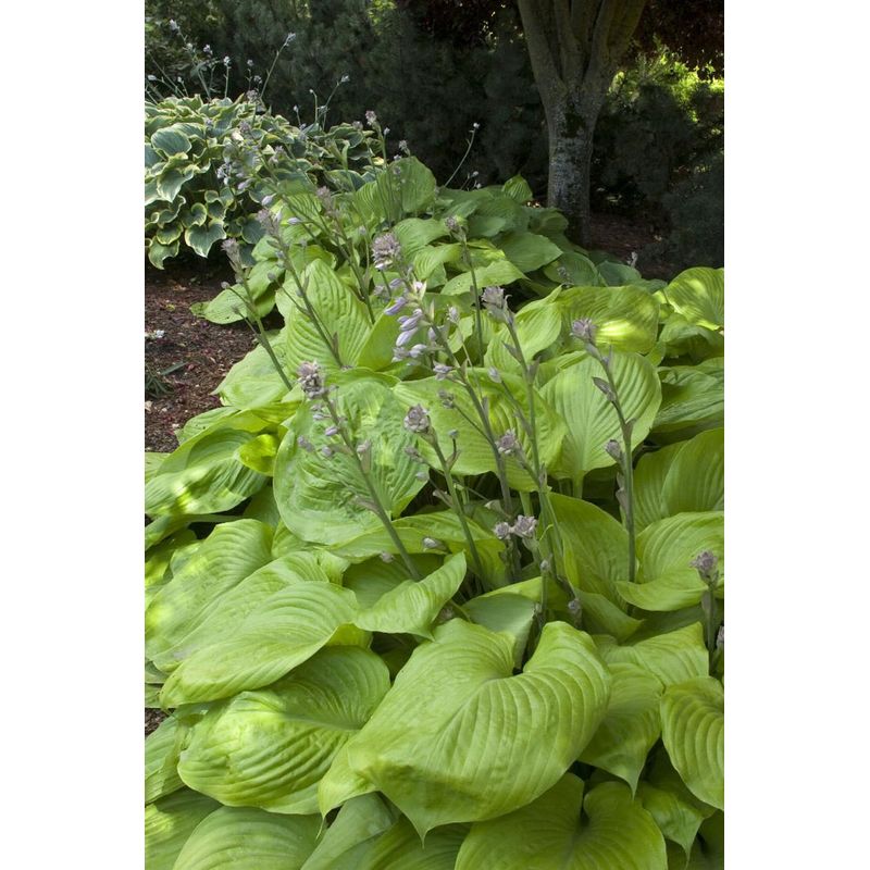 Casa si Gradina - Gradinarit si plante - Plante si ghivece - Plante in ghiveci - Planta Hosta Colored Hulk, ghiveci 15cm - Infinity.ro