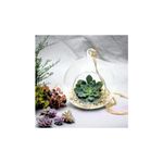 Casa si Gradina - Gradinarit si plante - Plante si ghivece - Ghivece si suporturi - Glob Sticla Terariu Rotund, 10cm - Infinity.ro