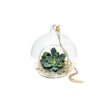 Casa si Gradina - Gradinarit si plante - Plante si ghivece - Ghivece si suporturi - Glob Sticla Terariu Rotund, 10cm - Infinity.ro