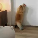 Petshop - Accesorii petshop - Jucarii animale - Jucarii interactive animale - Jucarie laser Petoneer Smart Dot inteligenta pentru caini si pisici, model ochi, Gonga® Alb - Infinity.ro