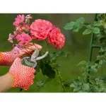 Casa si Gradina - Gradinarit si plante - Unelte gradinarit - Foarfeci gradinarit - Foarfeca gradinarit, maner din plastic, buton blocare, 20 cm, Gonga® Negru - Infinity.ro