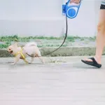 Petshop - Accesorii petshop - Zgarzi, lese si hamuri - Lese - Lesa automata cu functie de blocare, lanterna led, lungime 5m, maxim 15kg, Gonga® Albastru - Infinity.ro