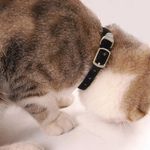 Petshop - Accesorii petshop - Zgarzi, lese si hamuri - Zgarzi - Zgarda reglabila Nuxie, pentru caini si pisici, catifea, 30 x 1 cm, negru - Infinity.ro