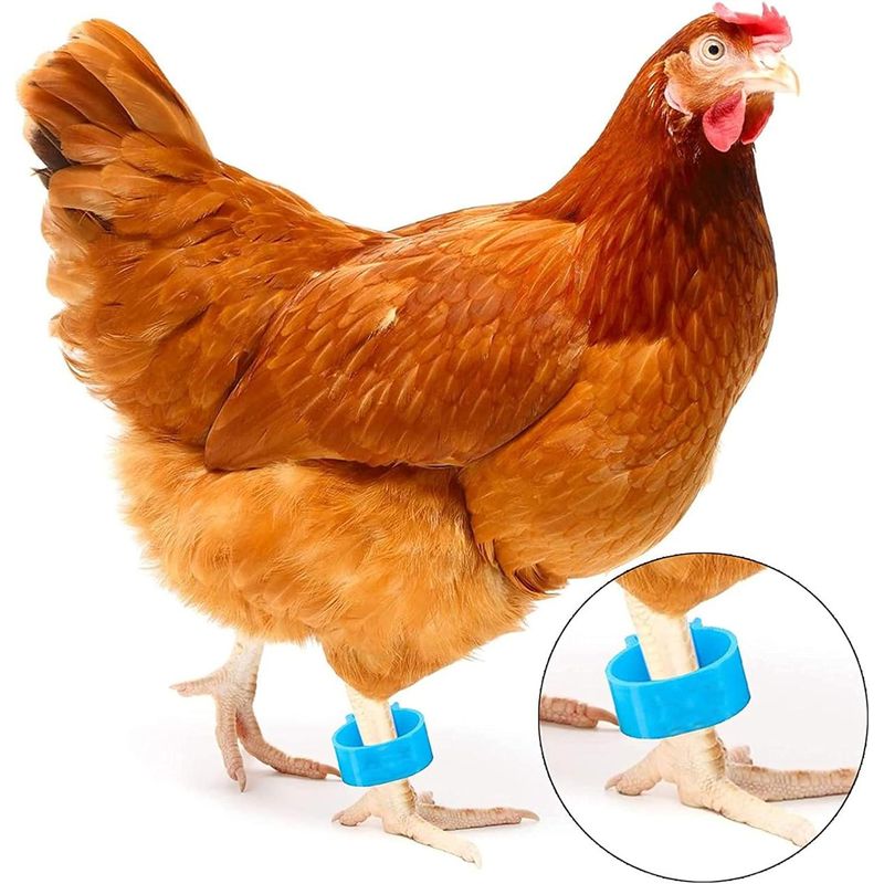 Petshop - Articole imbracaminte - Incaltaminte animale - Set 100 inele pasari, Iniversal, Plastic, 8mm, Multicolor - Infinity.ro