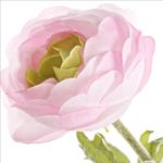 Casa si Gradina - Decoratiuni - Obiecte decorative - Plante artificiale - Ranunculus artificial 3 flori roz pudrat 60h - Infinity.ro