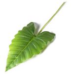 Casa si Gradina - Decoratiuni - Obiecte decorative - Plante artificiale - Frunza decor cala  55 cm - Infinity.ro