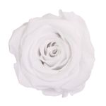 Market - Cadouri - Flori si aranjamente - Trandafir stabilizat, in cutie, 54 cm, Verdissimo, culoarea alb - Infinity.ro