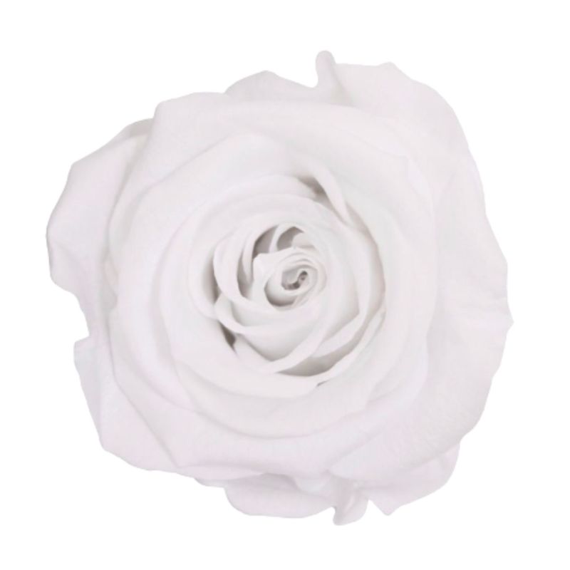 Market - Cadouri - Flori si aranjamente - Trandafir stabilizat, in cutie, 54 cm, Verdissimo, culoarea alb - Infinity.ro