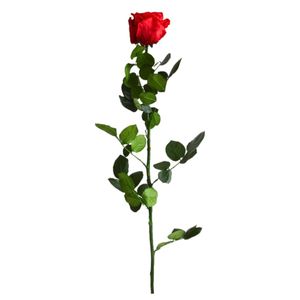 Trandafir stabilizat, in cutie, 54 cm, Verdissimo, culoarea rosu