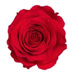 Market - Cadouri - Flori si aranjamente - Trandafir stabilizat, in cutie, 54 cm, Verdissimo, culoarea rosu - Infinity.ro