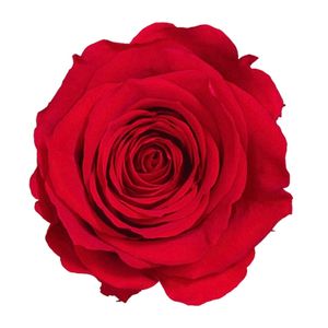 Trandafir stabilizat, in cutie, 54 cm, Verdissimo, culoarea rosu