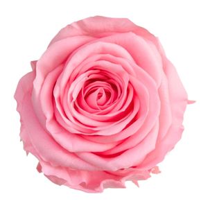 Trandafir stabilizat, in cutie, 54 cm, Verdissimo, culoarea roz