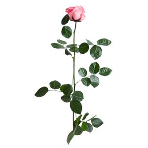 Trandafir stabilizat, in cutie, 54 cm, Verdissimo, culoarea roz