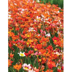 Casa si Gradina - Gradinarit si plante - Plante si ghivece - Infinity.ro