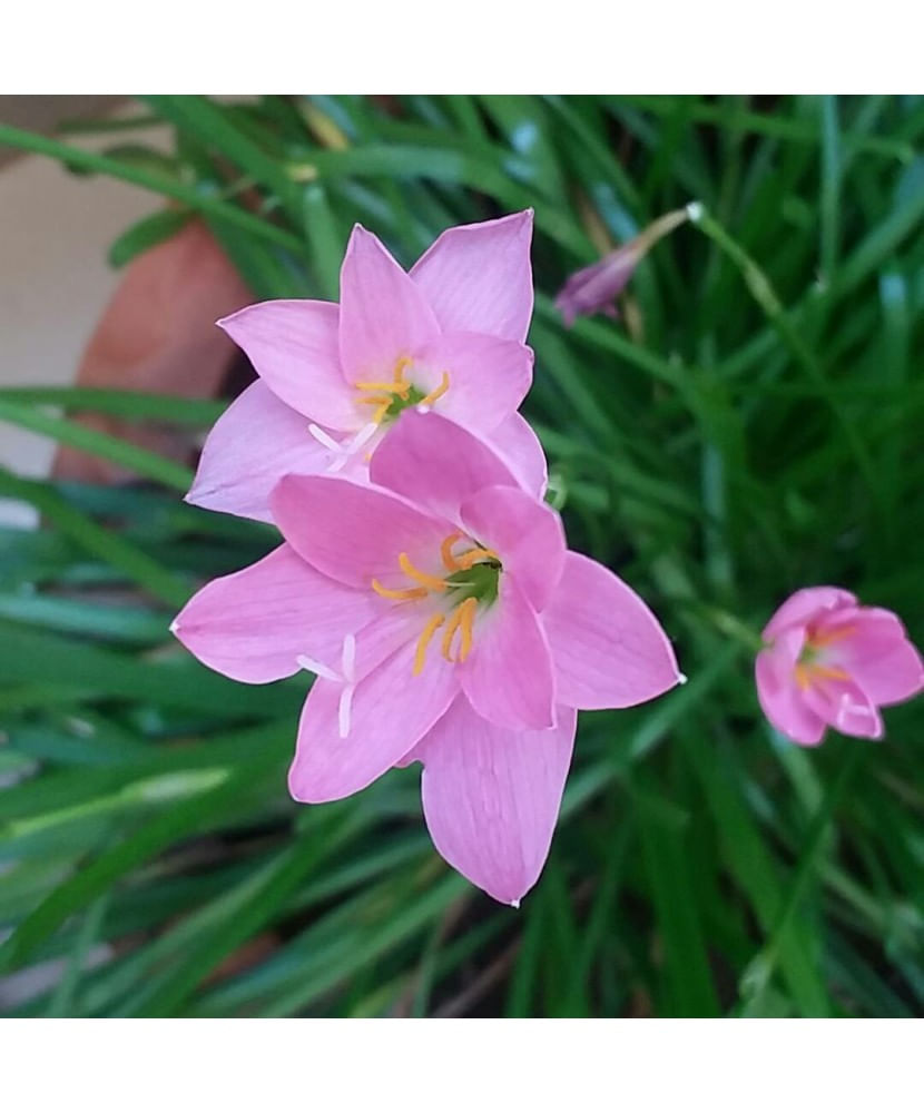 Zephyranthes Rosea, Floarea zefirului, I, Roz, 10 bulbi - Marketplace ...