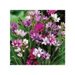 Casa si Gradina - Gradinarit si plante - Plante si ghivece - Bulbi, seminte si rasaduri - Babiana Stricta Multicolor, 5/+, 10 bulbi - Infinity.ro