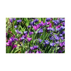 Casa si Gradina - Gradinarit si plante - Plante si ghivece - Infinity.ro