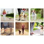 Petshop - Accesorii petshop - Zgarzi, lese si hamuri - Lese - Lesa reglabila pentru caini Nuxie, inel pentru dublare lesa, 5 m, latime 2.5 cm, negru - Infinity.ro