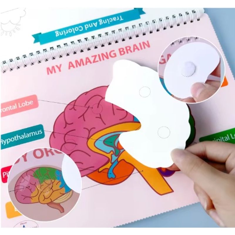 Carti si Birotica - Carti - Carti pentru copii - Carti interactive - Carte interactiva si educativa, Busy Book Corpul Uman, 30 pagini activitati, stickere, Limba Engleza, 3 ani+, EduJucarii - Infinity.ro