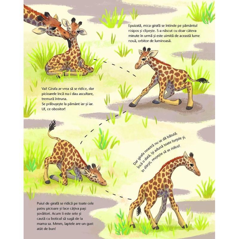 Carti si Birotica - Carti - Carti pentru copii - Basme si povesti - Mica girafa: Acasa, in savana - Infinity.ro